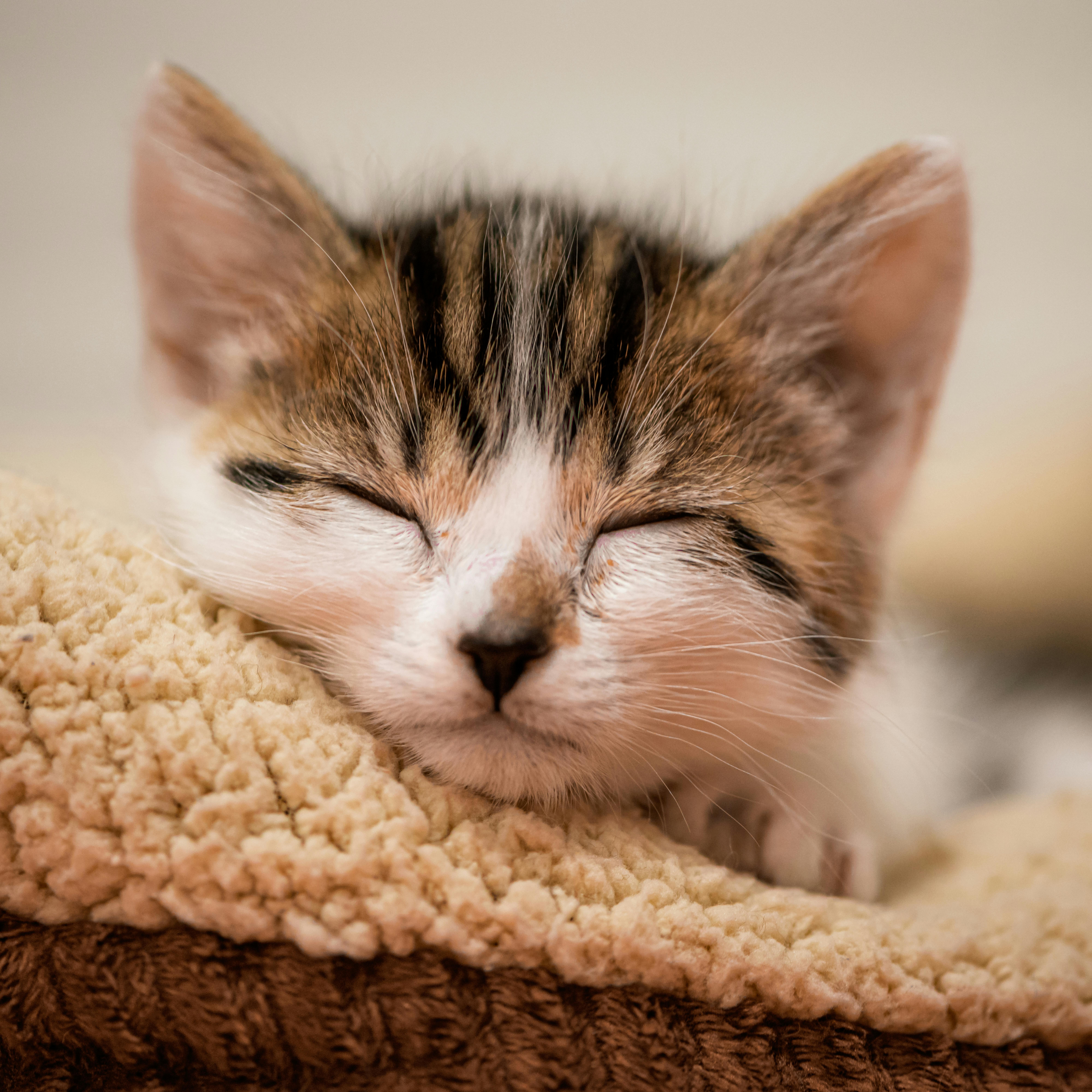 Pet wellness exam