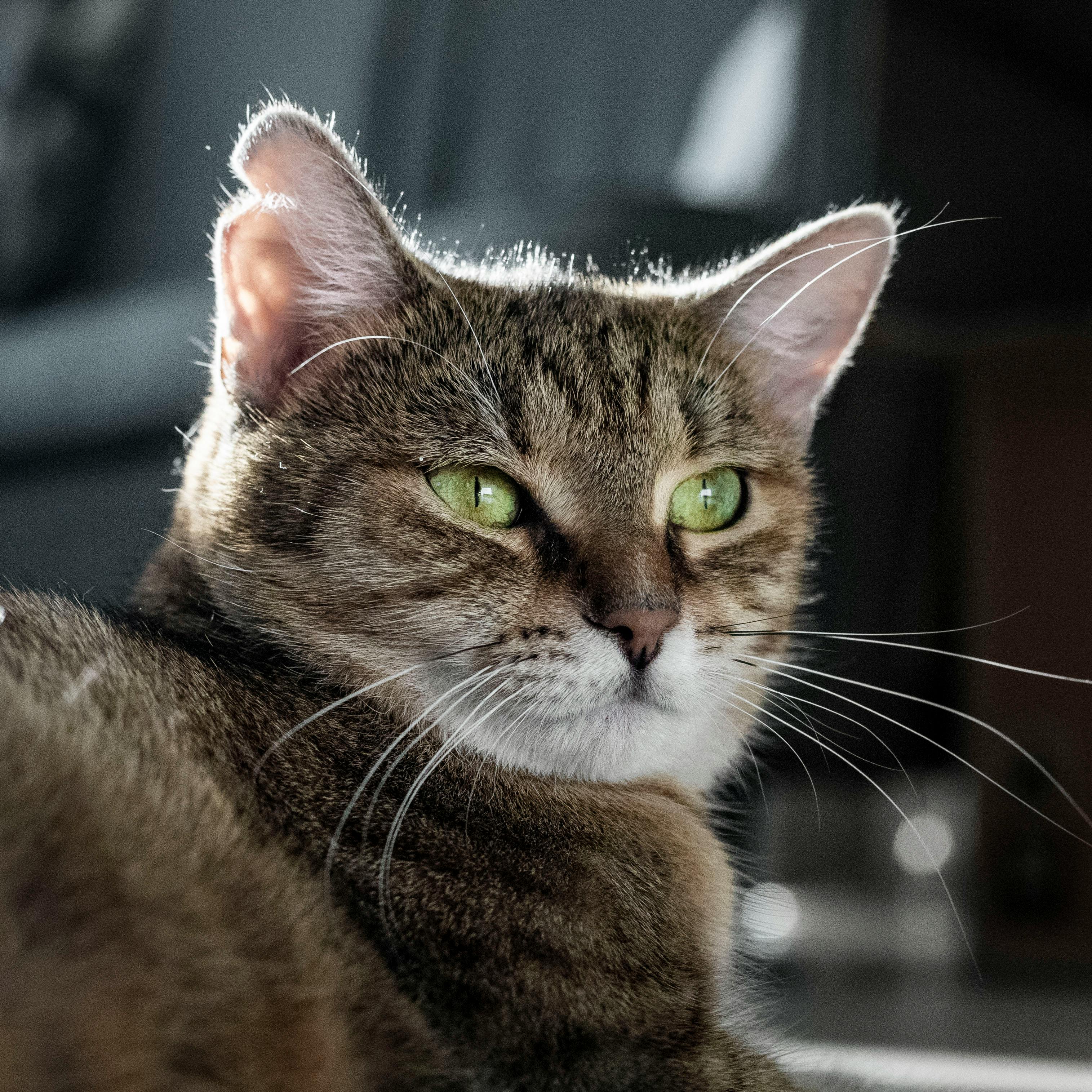 Kitten after spay/neuter procedure