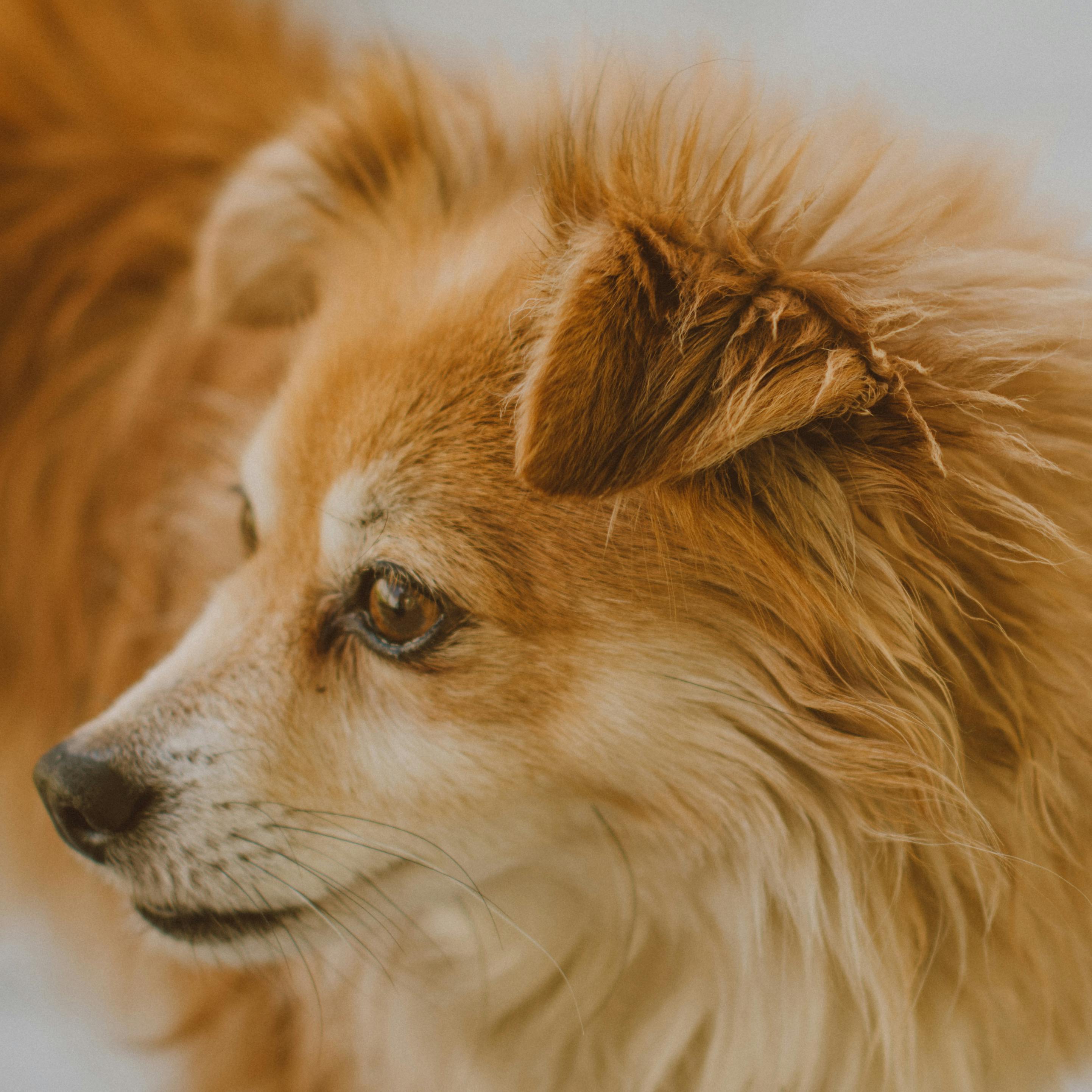 Pet vaccination