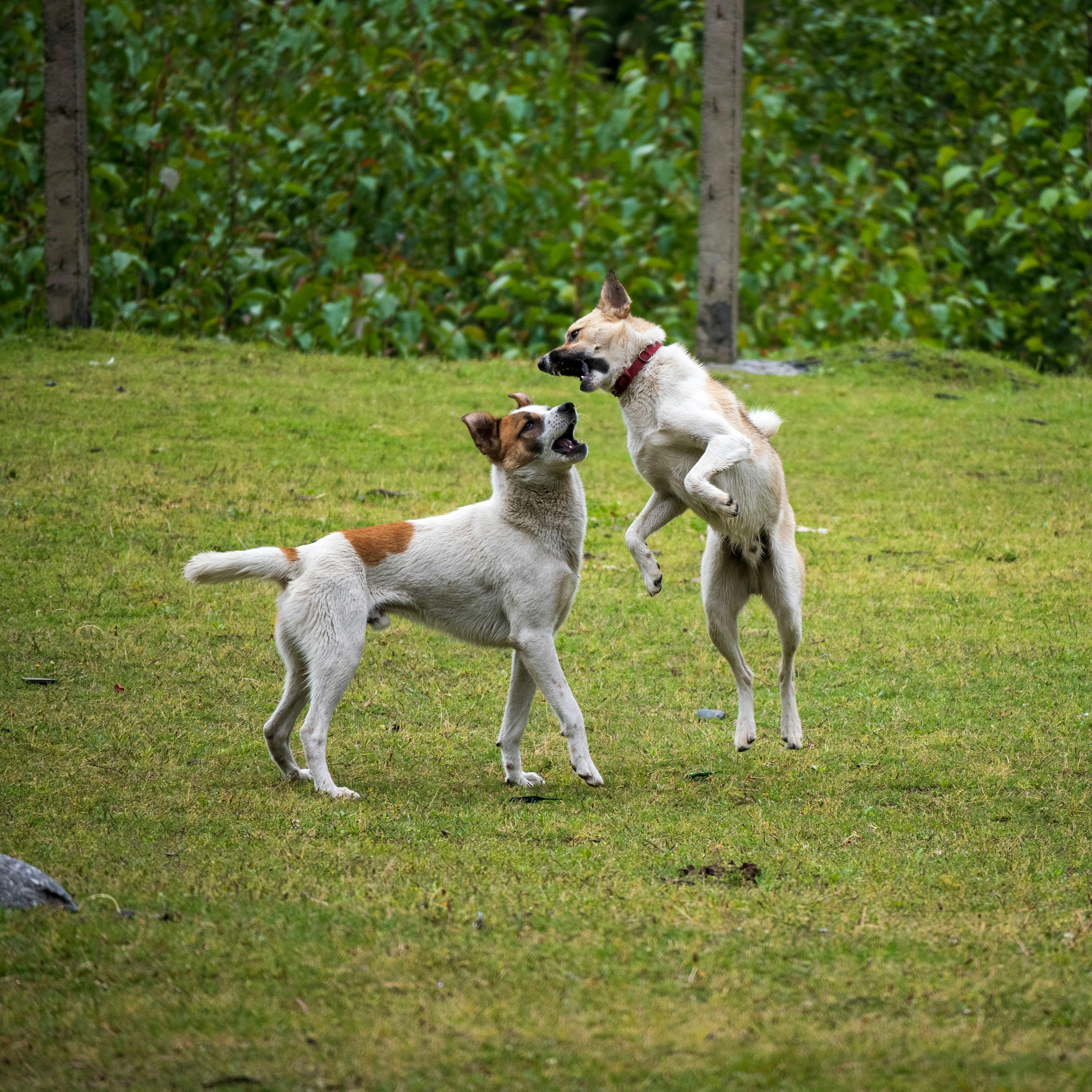 Microchipping procedure