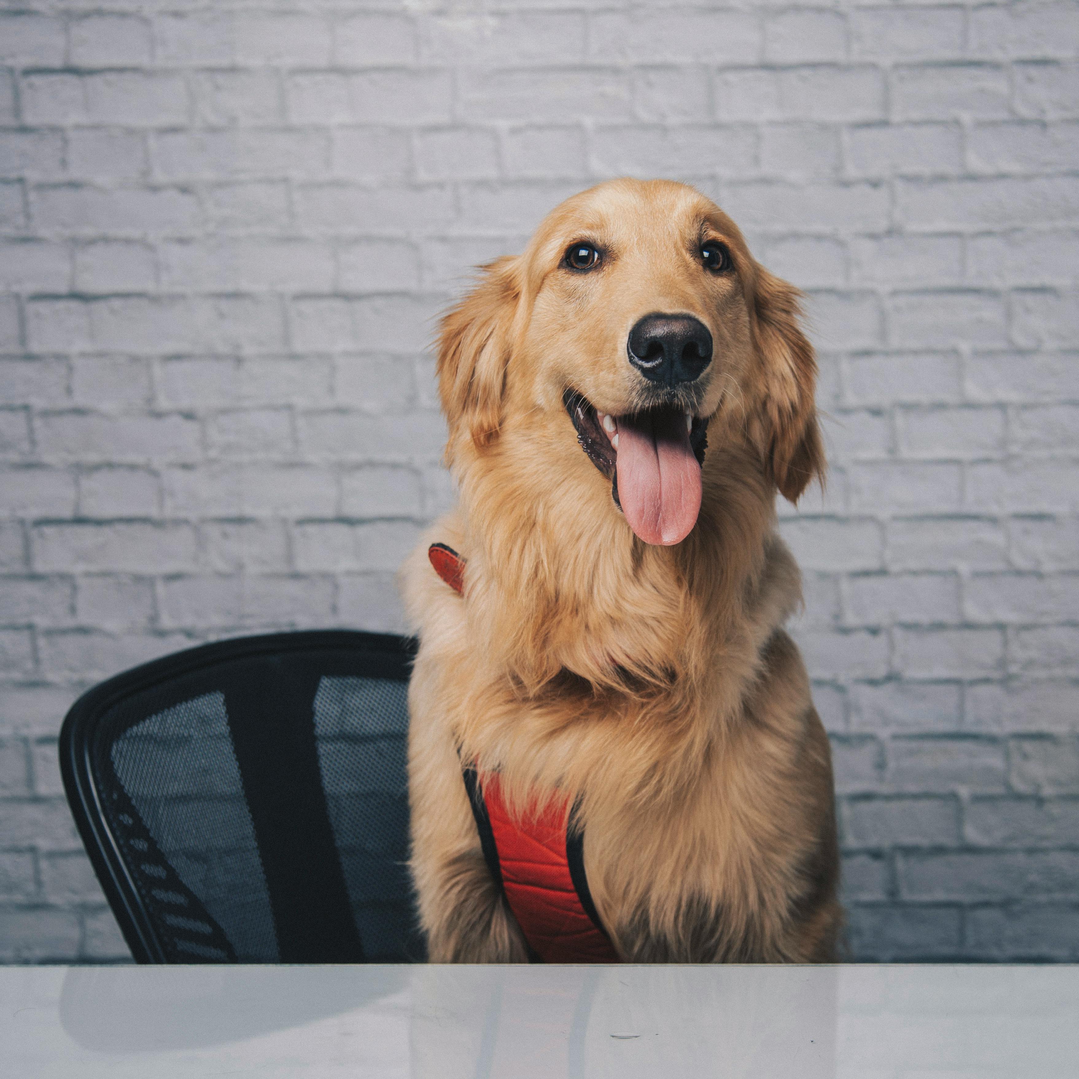 Dog in boarding facility