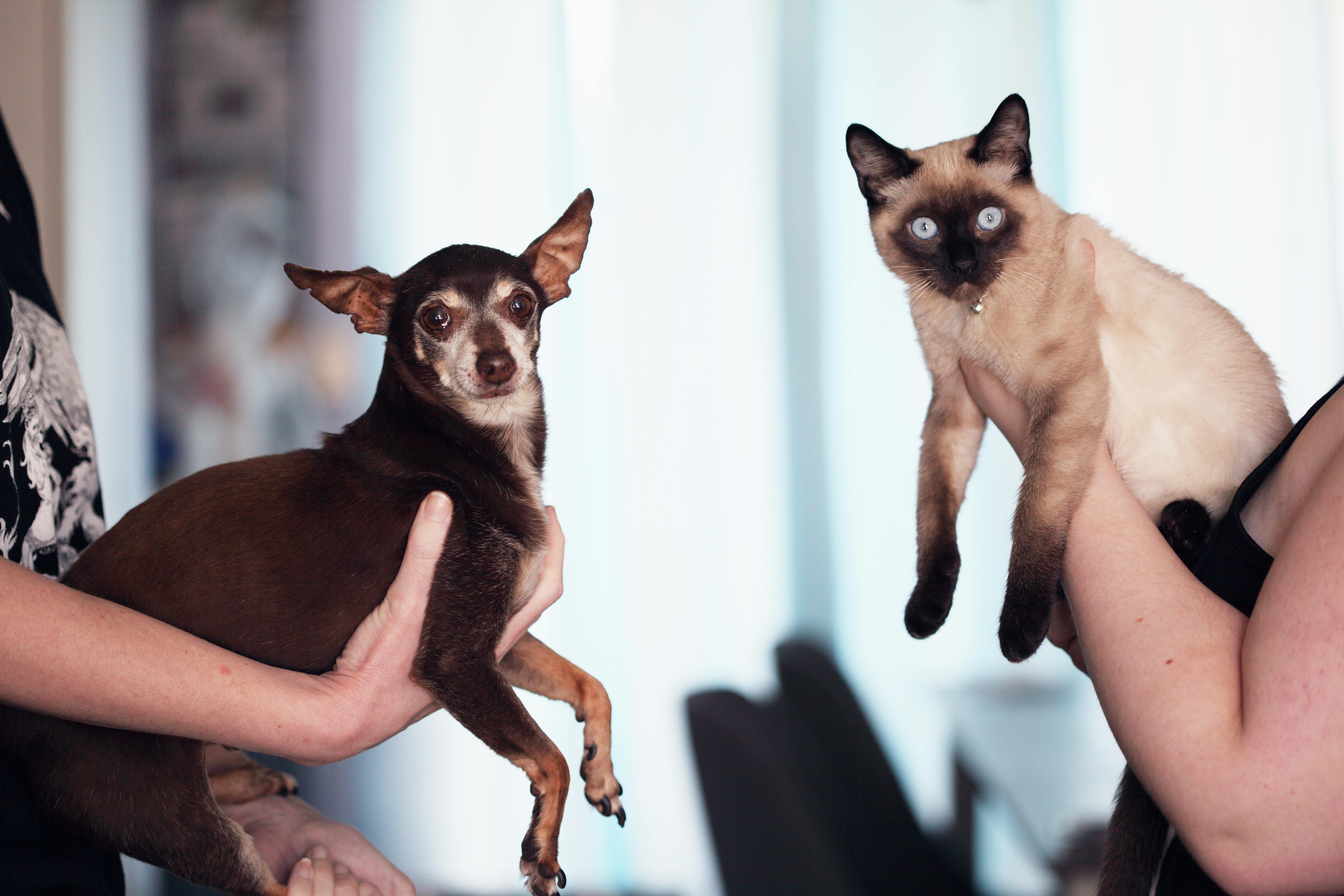 dog and cat