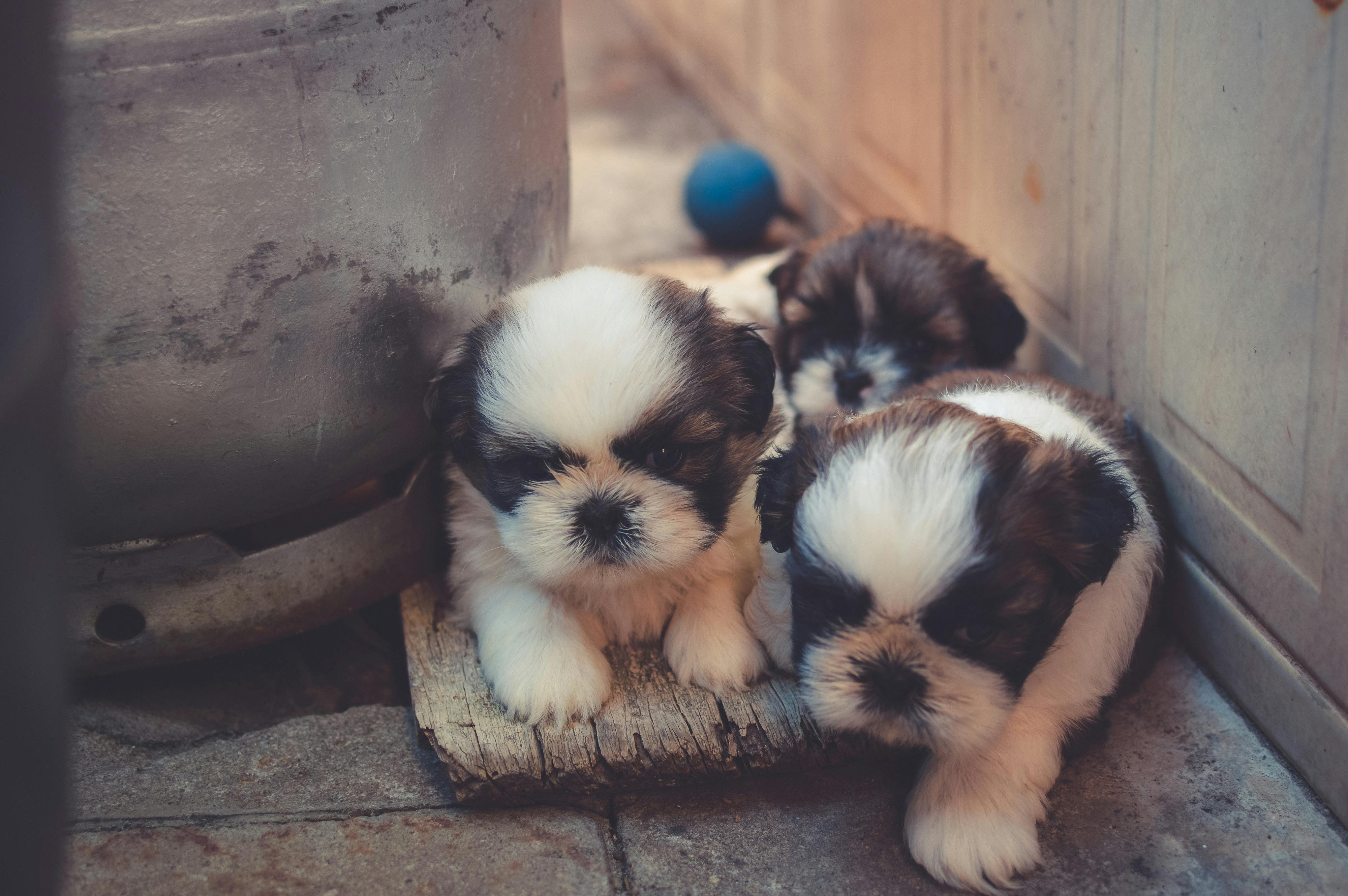Preventative Care for Younger Pets: Giving Your Puppy or Kitten the Best Start