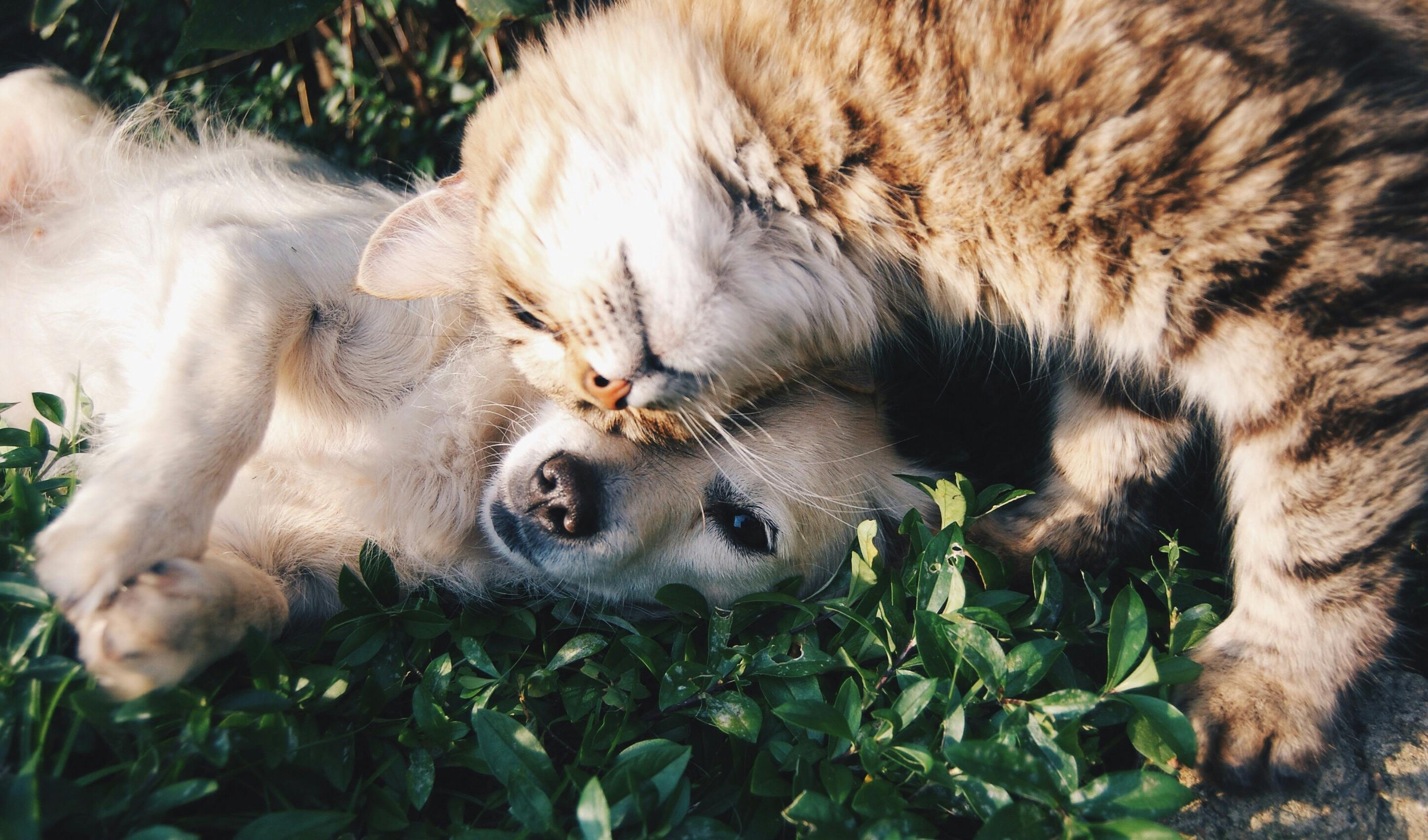 Rescuing Kittens and Dogs: A Guide from South Brooklyn Animal Clinic