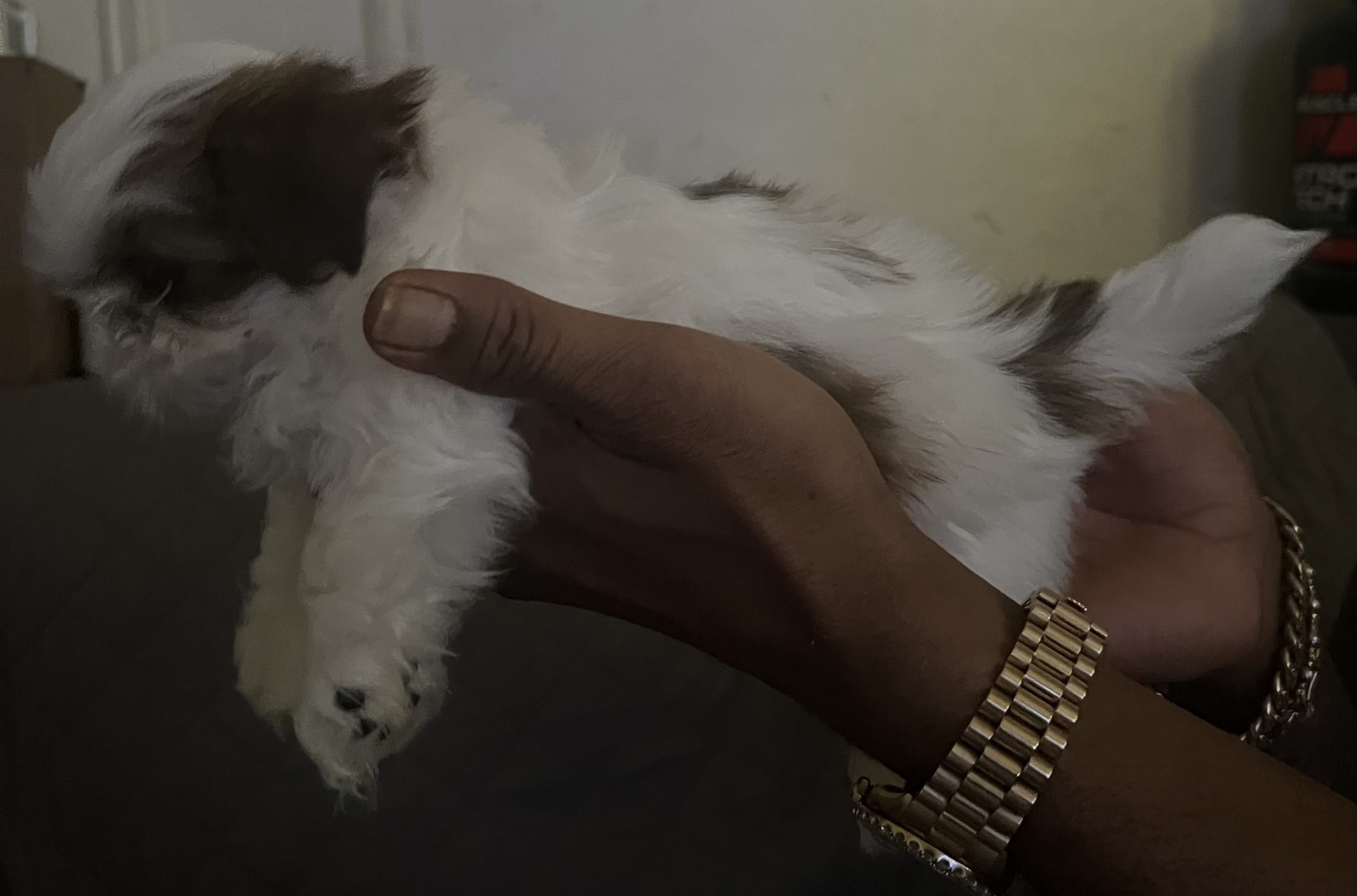 Dog with veterinarian